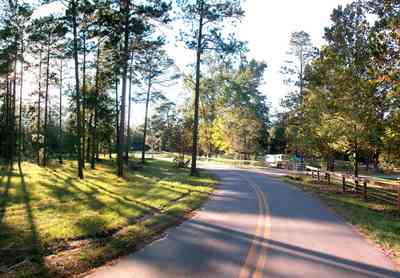 Blackwater-River-State-Park:-Pine-Forest_15.jpg:  two-lane road, country road, stables, recreational area, state park, creek, pine tree, long leaf pines