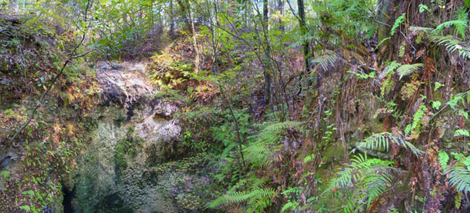 Chipley:-Falling-Waters-State-Park_02.jpg:  waterfalls, fern, sink hole, limestone rocks, upland pine forest