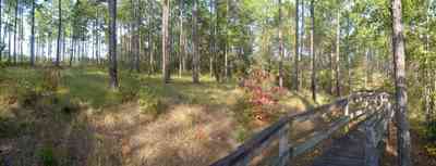 Chipley:-Falling-Waters-State-Park_10.jpg:  walkway, boardwalk, upland forest, long-leaf pine trees