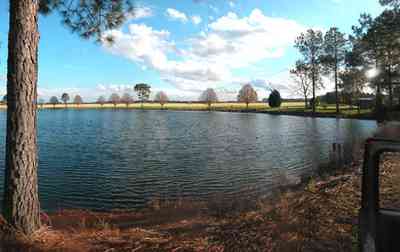Davisville:-Beck-Sod-Farm_04.jpg:  catfish pond, fir tree, shed, windmill, sod, turf