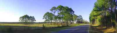 Elberta:-Kleinschmidt-Road-Truck-Farm_04.jpg:  country road, long-leaf pine trees, pasture land, highway, alabama, cattle, grazing