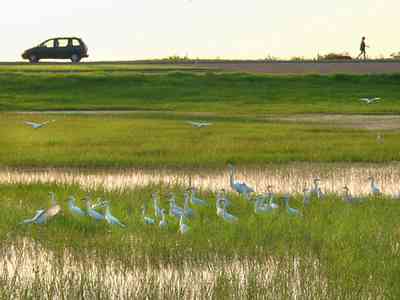 Gateway-District:-Admiral-Mason-Park_04.jpg:  birds, parks, swamp, marsh, cattle heron