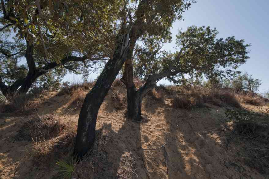 12-31-09+gins-live+oaks+compound-butcherpin+cove+bluff_02.jpg:  