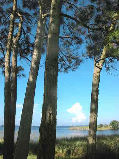 Gulf-Breeze:-Ceylon-Drive_03a.jpg:  pine trees, salt marsh, sawgrass, short leaf pine trees, bay, sound, tiger point development