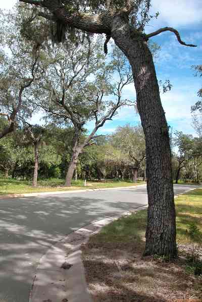 Gulf-Breeze:-Peakes-Point_02.jpg:  oak trees, spanish moss, development, subdivision, pensacola bay, streetscape, canopy of trees, 