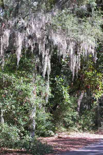 Gulf-Breeze:-Shoreline-Park-South_06.jpg:  spanish moss, oak trees, park, country road, two-lane road