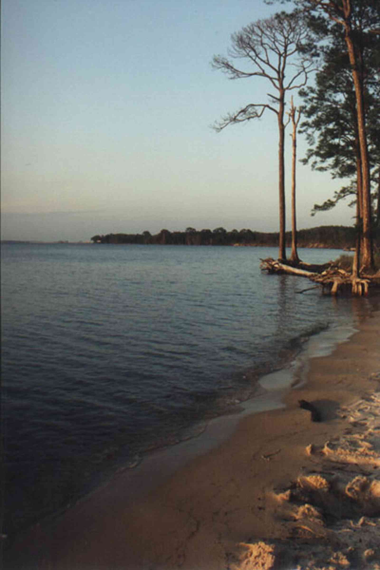 Gulf-Islands-National-Seashore:-Butcherpin-Cove_trees.jpg:  gulf coast, gulf of mexico, pensacola bay, short-leaf pine tree, bay, sand, sound