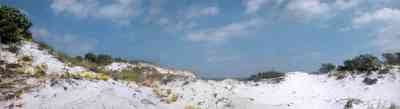 Gulf-Islands-National-Seashore:-Dunes:-Parking-Lot-9_02.jpg:  sand dunes, quartz sand, sea oats, wild flowers