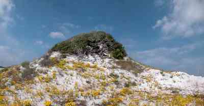 Gulf-Islands-National-Seashore:-Dunes:-Parking-Lot-9_04.jpg:  sand dune, dune, wild flowers, scudding clouds, oak trees, quartz sand, crystal sand