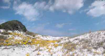 Gulf-Islands-National-Seashore:-Dunes:-Parking-Lot-9_05.jpg:  wild flowers, quartz sand, oak trees, scrub oaks, sand dunes