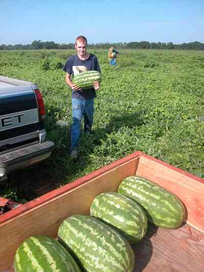 Hollandtown:-Holland-Farm:-Watermelon-Patch_01d.jpg:  watermelon patch, watermelon vine, farmer, farmland, farm worker, 