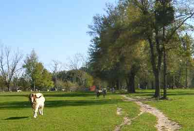 Milton:-Green-Goat-Farm_01a.jpg:  goat, pasture, oak tree, 