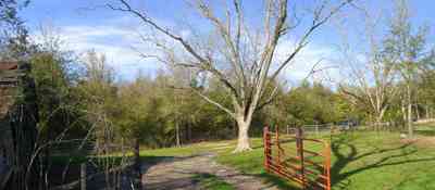 Milton:-Green-Goat-Farm_01c.jpg:  pecan tree, gate, goat farm, old barn, shed, shelter