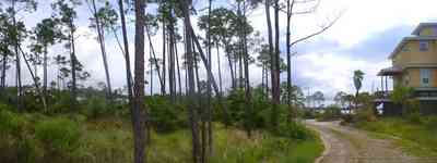 Navarre:-Biscayne-Pointe-Drive-House_07.jpg:  wetland, house, pine tree