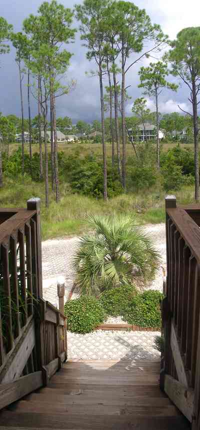 Navarre:-Biscayne-Pointe-Drive-House_08.jpg:  stairs, palm tree, pine tree, wetland, swamp