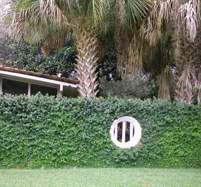 North-Hill:-123-West-Lloyd-Street_31.jpg:  window, vine covered wall, palm trees, screen porch