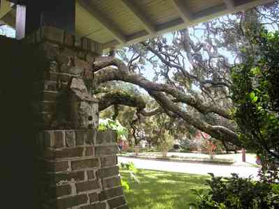 North-Hill:-284-West-Gonzales-Street_13.jpg:  oak tree, craftsman cottage, expansive lawn, brick work, red bricks