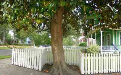 North-Hill:-623-North-Barcelona-Street_03.jpg:  magnolia tree, white picket fence, folk victorian home