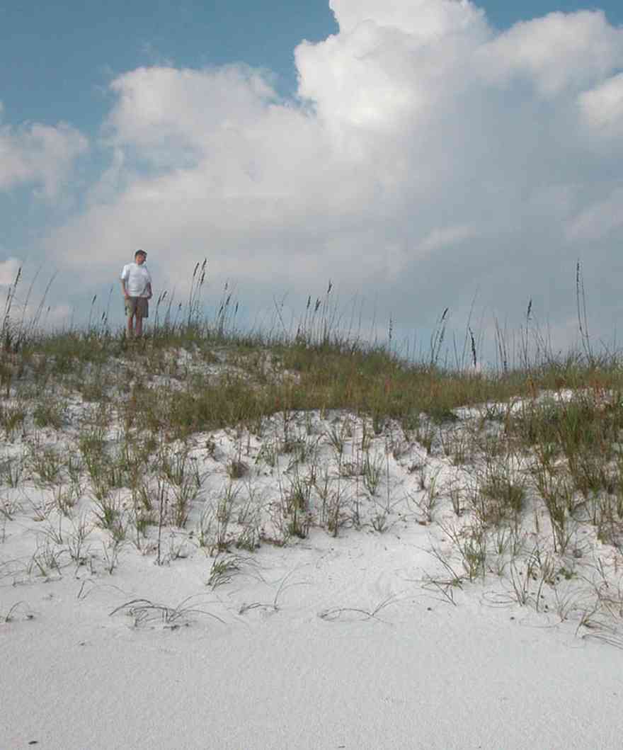 Pensacola-Beach:-Dunes-Portafino_02.jpg:  sea oats, dunes, tom roush, beach, 