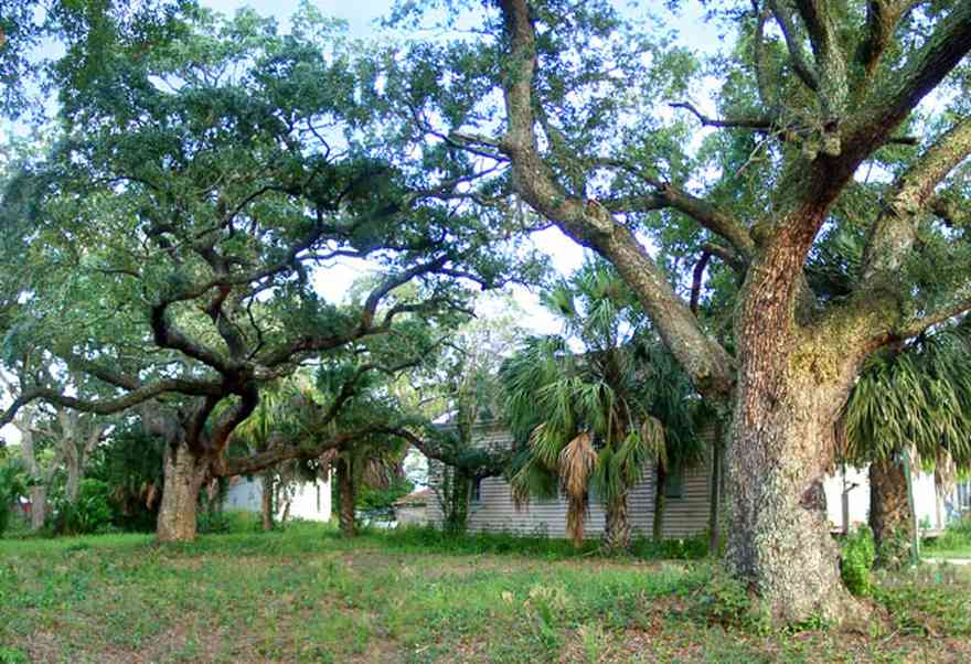 Pensacola:-Seville-Historic-District:-210-Cevallos-Street_01.jpg:  live oak trees