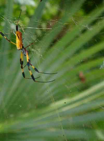 Pensacola:-Seville-Historic-District:-249-East-Intendencia-Street_10.jpg:  garden spider, saw palmetto, backyard, historic district