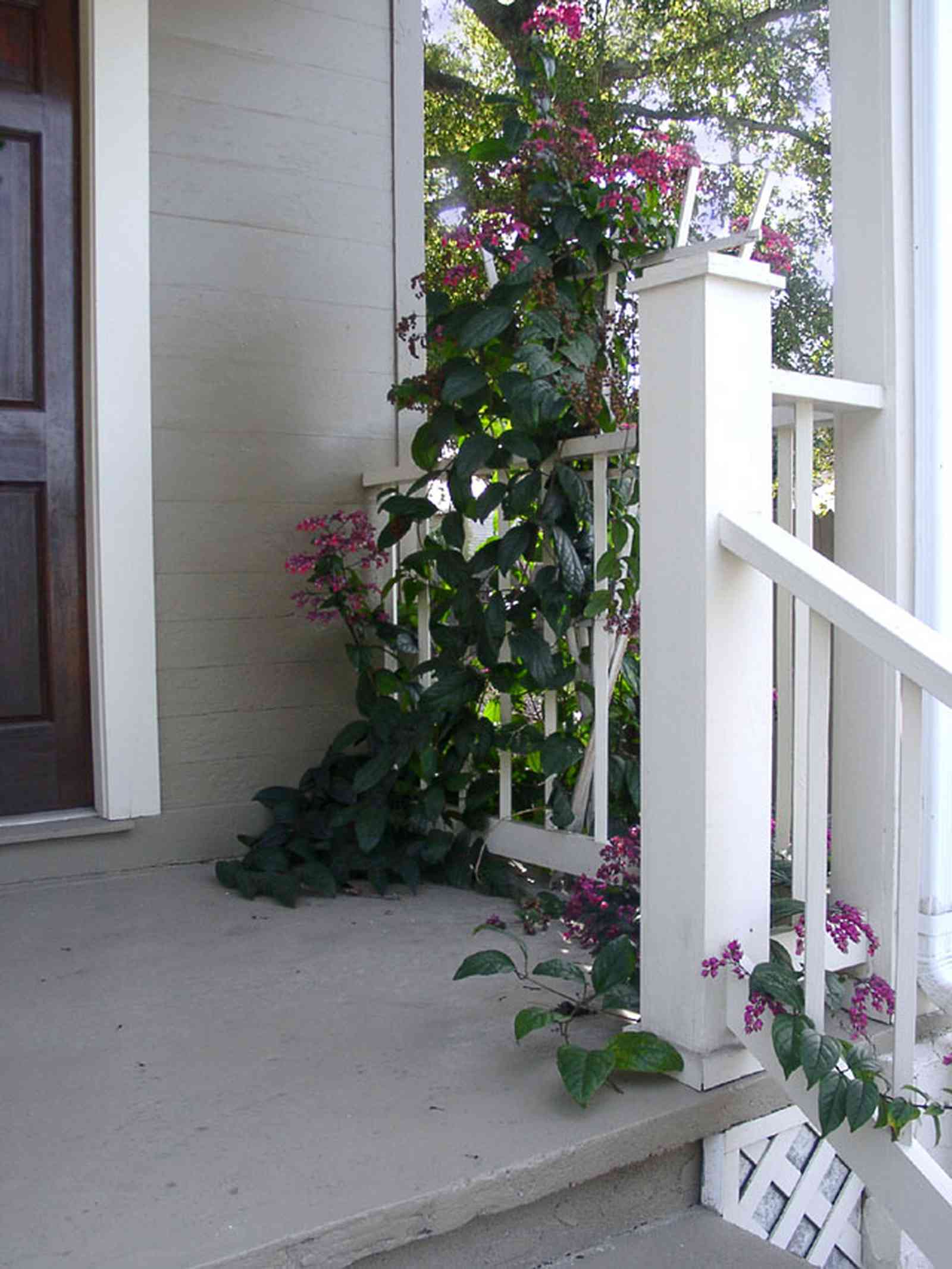 Pensacola:-Seville-Historic-District:-311-East-Intendencia-Street_02.jpg:  gulf coat cottage, trellis, flowering vine