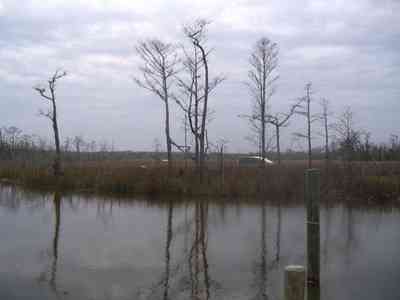 Pensacola:-Swamp-House_11.jpg:  deck, pontoons, bridge, swamp, house, river, waterways, escambia river, bait