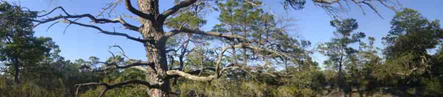 Perdido-Key:-Pine-Barrens_00.jpg:  pine tree, key, pine barrens, pine scrub forest, canopy of trees