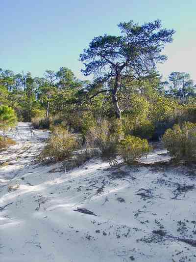 Perdido-Key:-Pine-Barrens_00a.jpg:  gulf coast, key, peninsula, florida rosemary, sand dune, sand scrub pine