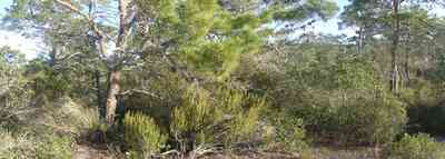 Perdido-Key:-Pine-Barrens_05.jpg:  pine tree, scrub pine, sand pine forest