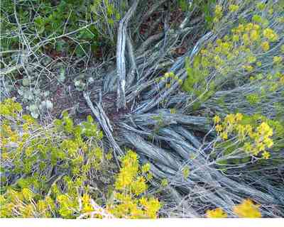 Perdido-Key:-Pine-Barrens_06.jpg:  groundcover,  florida rosemary, sand dune, coastal forest