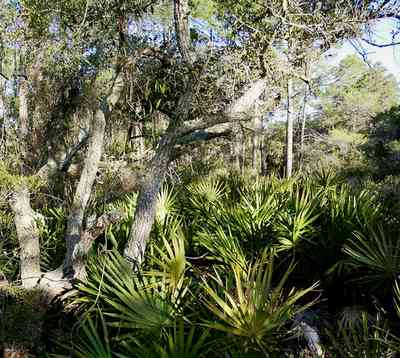 Perdido-Key:-Pine-Barrens_08.jpg:  saw palmetto, oak tree, sand scrub forest, gulf coast, peninsula, key