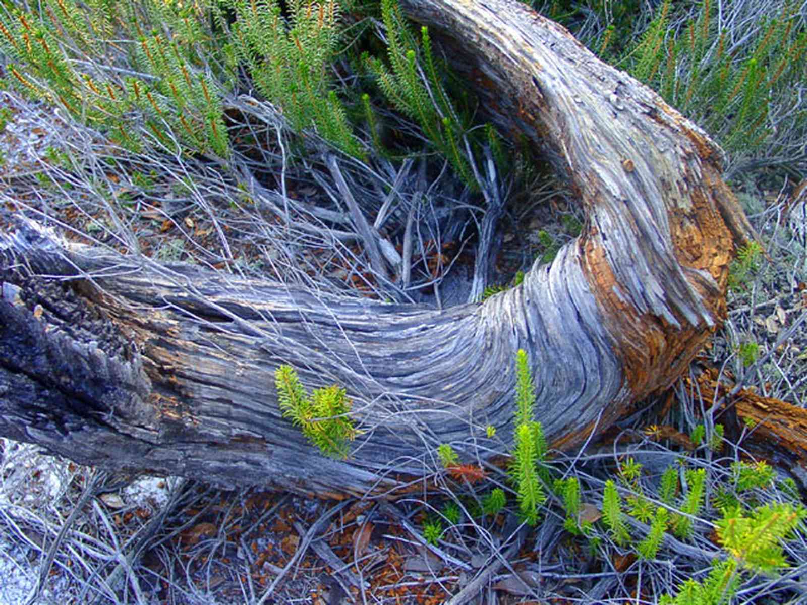 Perdido-Key:-Pine-Barrens_20.jpg:  gulf coast, pine stump, florida rosemary, sand pine scrub forest, sand dunes