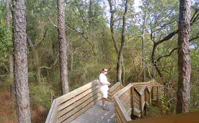 Scenic-Highway:-Bay-Bluffs-Park_02.jpg:  walkway, deck, pine trees, tom roush