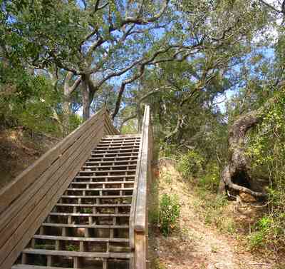 Scenic-Highway:-Bay-Bluffs-Park_03.jpg:  steps, bluffs, cliff, oak trees