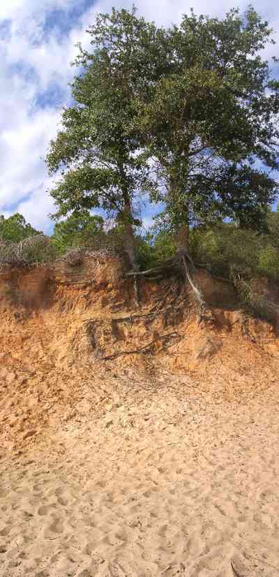 Scenic-Highway:-Bay-Bluffs-Park_05a.jpg:  bluffs, red clay, sand, pine trees, quartz sand, gulf of mexico, escambia bay, 