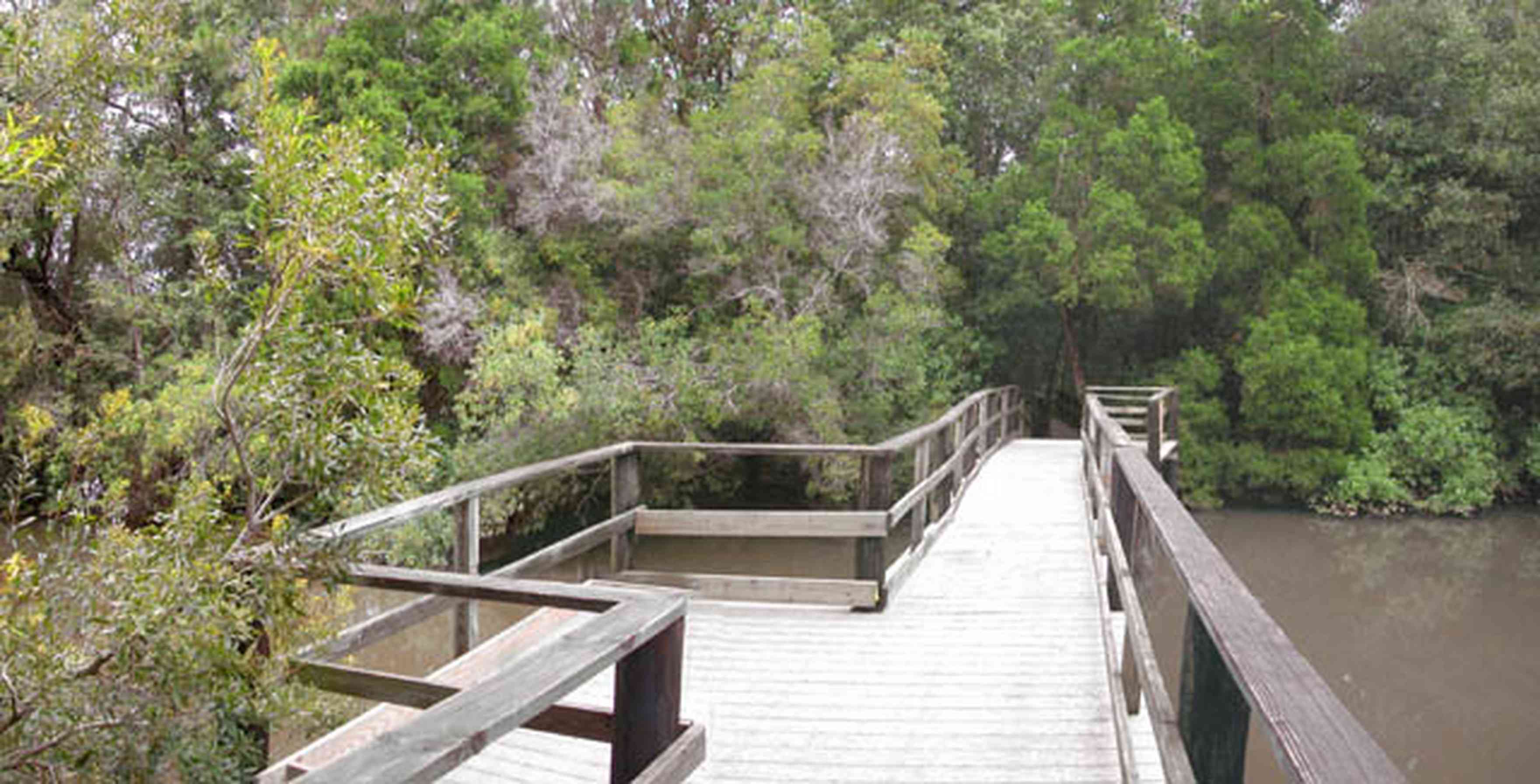 University-Of-West-Florida:-Nature-Trail_02.jpg:  deck, walkway, nature trail, swamp, marsh
