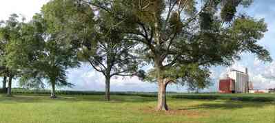 Walnut-Hill:-Escambia-Grain-Corp_01.jpg:  grain silo, silo, cotton field, farmland, country road