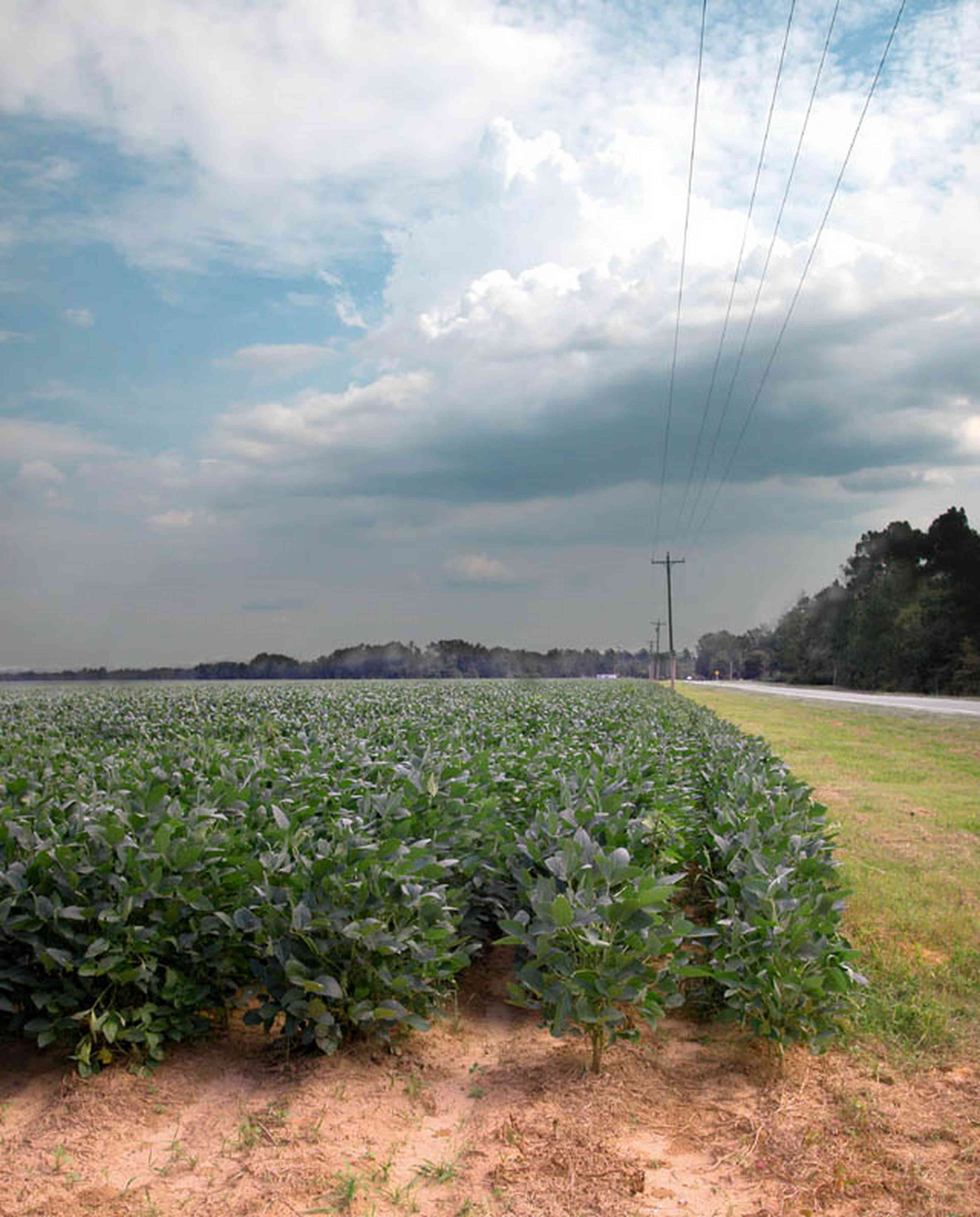 Walnut-Hill:-Highway-97-Soybean-Field_04.jpg:  harvest, crop, row crop, country road, power line, ditch, soybean, bean crop, cumulous clouds, storm, summer rain