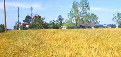 Walnut+HIll-97A-Wheat-Fields_03.jpg:  grain, harvest, winter wheat, farmland, homestead, gluten, mennonite farm, 
