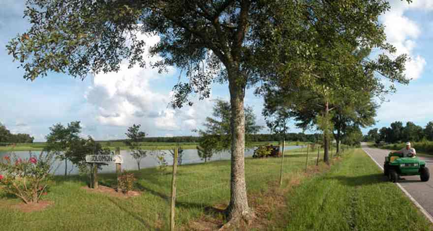 Walnut-Hill:-Solomon-Farm_02.jpg:  fence, country road, two-lane road, oak tree, pond, lake, farm, cotton field