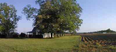 Walnut-Hill:-Ward-Farm_02.jpg:  farmland, craftsman style home, oak tree, magnolia tree, highway 97, corn field, menonite religious community, two-lane road, curving road, escambia county