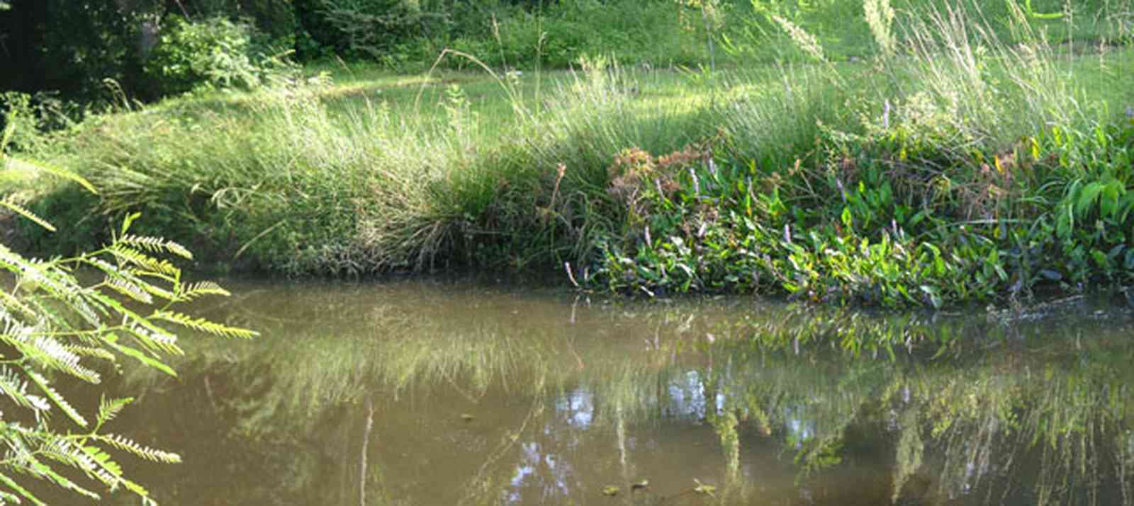 Warrington:-Maggies-Ditch_02.jpg:  creek, pond, wildlife refugee
