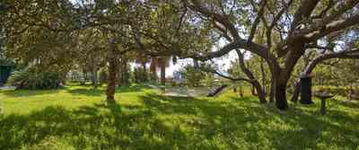 wilson+house-backyard+with+oak+tree.jpg:  